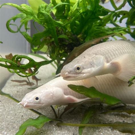 Bichir: Full Care Guide, Breeding, Tank Size & Disease.